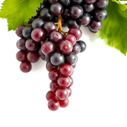 Pictogramme ingrédient olfactif : Pinot Noir grapes