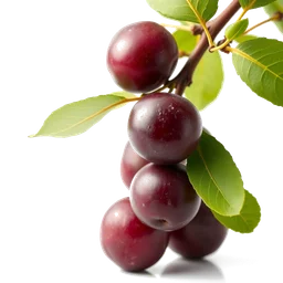 Pictogramme ingrédient olfactif : Plum Tree