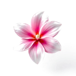 Note olfactive de cœur plumeria dans le parfum Aora