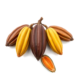Note olfactive de tête pods de cacao dans le parfum Seductive Trail