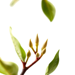 Pictogramme ingrédient olfactif : Poplar (Populus) buds