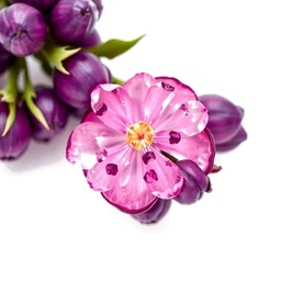 Note olfactive de tête prunolette dans le parfum Scent Of Gold