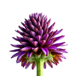Pictogramme ingrédient olfactif : Purple Coneflower