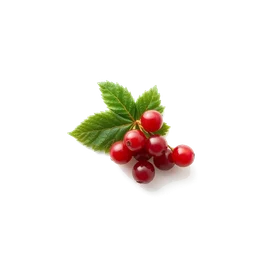 Pictogramme ingrédient olfactif : Red currant leaf