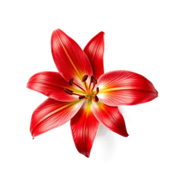 Pictogramme ingrédient olfactif : Red Lily