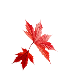 Pictogramme ingrédient olfactif : Red Maple