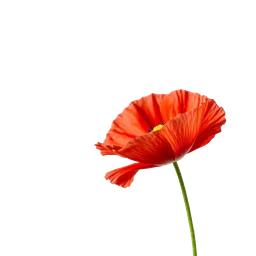 Pictogramme ingrédient olfactif : Red Poppy