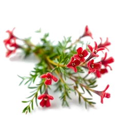 Pictogramme ingrédient olfactif : Red Thyme