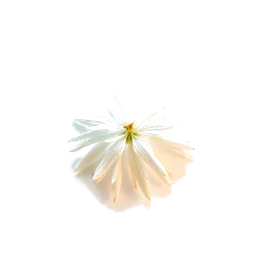 Pictogramme ingrédient olfactif : Rice Flower