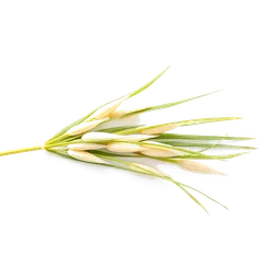 Pictogramme ingrédient olfactif : Rice Leaf