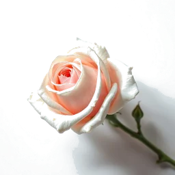 Note olfactive de cœur rose épine dans le parfum Angel Fruity Fair