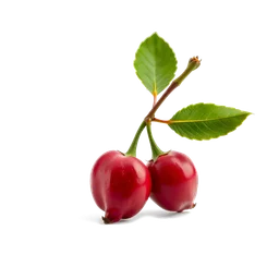 Pictogramme ingrédient olfactif : Rose Hip