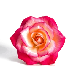Pictogramme ingrédient olfactif : Rose Japanese (Hamanasu)