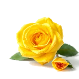 Note olfactive de tête rose jaune dans le parfum Celine Dion