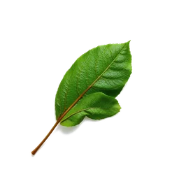 Pictogramme ingrédient olfactif : Rose Leaf
