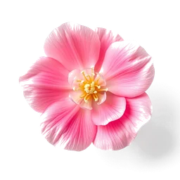 Pictogramme ingrédient olfactif : Rose Mallow