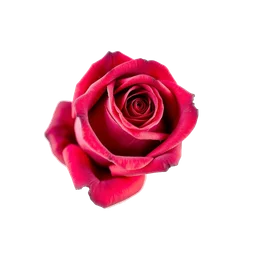 Note olfactive de cœur rose rosebud dans le parfum Sunlight Bouquet