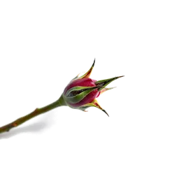 Pictogramme ingrédient olfactif : Rose Thorn