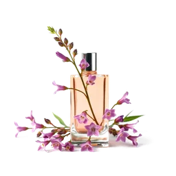 Note olfactive de tête rosebay willowherb dans le parfum Vanilla Black Pepper