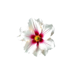 Note olfactive de tête roselle dans le parfum Ryukyu