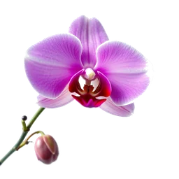 Note olfactive de cœur rouge vanille-orchidée dans le parfum Lov U