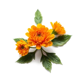 Pictogramme ingrédient olfactif : Rumenian Tagetes