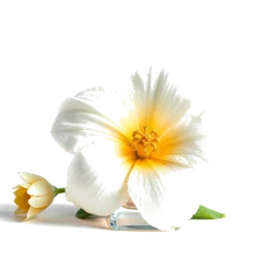 Note olfactive de cœur santal fleur dans le parfum Tease Creme Cloud