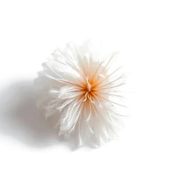 Note olfactive de cœur sarsaparille dans le parfum Iles D Or