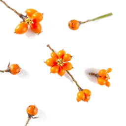 Pictogramme ingrédient olfactif : Sea Buckthorn