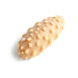Note olfactive de tête Sea cucumber dans le parfum Route du Quai