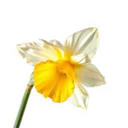 Pictogramme ingrédient olfactif : Sea Daffodil