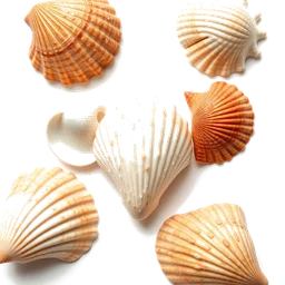 Pictogramme ingrédient olfactif : Seashells