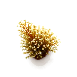 Note olfactive de cœur Selaginella tamariscina dans le parfum Leigong Mountain 雷公山