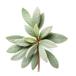 Note olfactive de tête South African Sage dans le parfum Alexandra