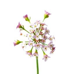 Note olfactive de cœur Sweet Alyssum dans le parfum Luna Marcante