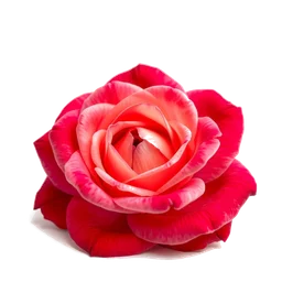 Note olfactive de cœur taif rose dans le parfum La Petite Robe Noire