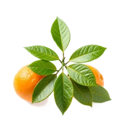 Note olfactive de tête Tangerine Leaves dans le parfum Soleil Jaune