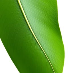 Note olfactive de tête Ti Leaf (Cordilyne) dans le parfum Hala Lani