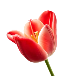 Note olfactive de cœur tulipe rose dans le parfum La Tulipe