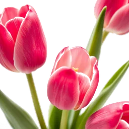 Note olfactive de cœur tulipe dans le parfum Incandessence