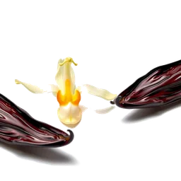 Note olfactive de fond vanille bourbon dans le parfum Dior Addict extrait de parfum