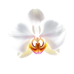 Note olfactive de cœur vanille orchidée dans le parfum Hypnotic Vanilla Bloom