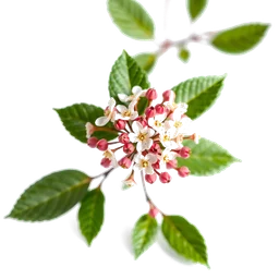 Note olfactive de cœur Viburnum dans le parfum Horla