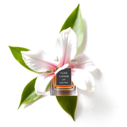Note olfactive de cœur ylang-ylang dans le parfum Chicane