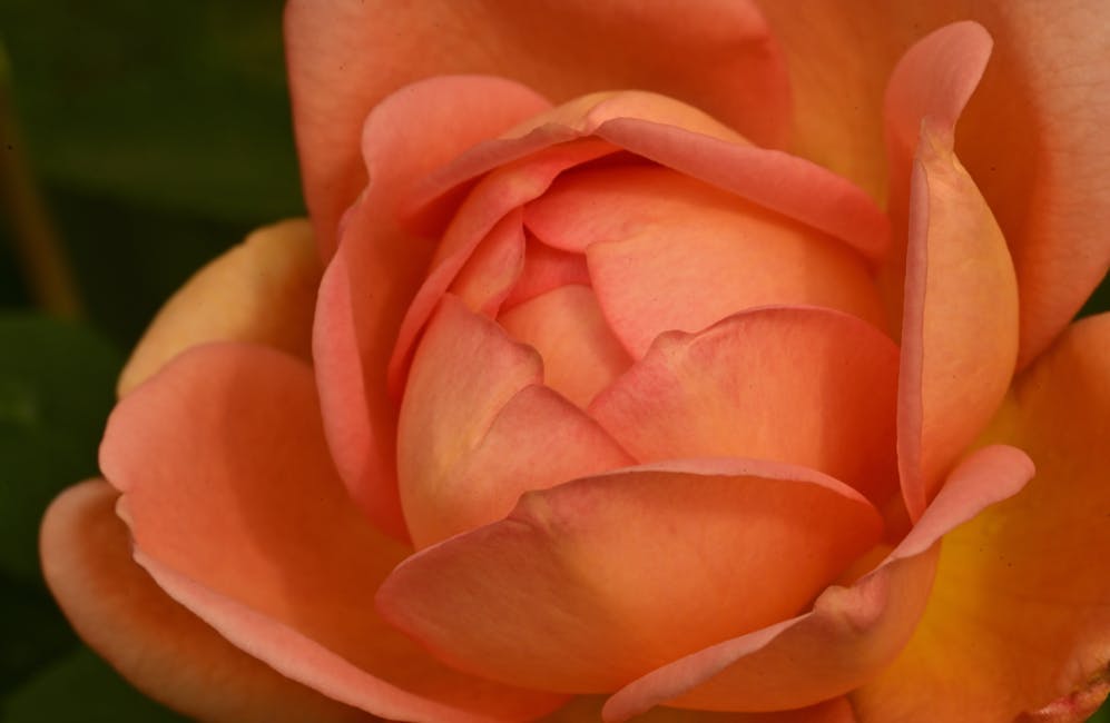 Gros plan sur des fleurs de lavande et de fleur d'oranger, ingrédients clés et évocateurs de la composition parfumée